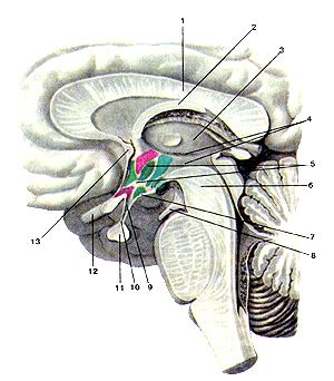  
  Рис. 260. Гипофиз (hipophysis). Положение гипофиза в области основания головного 
  мозга. Сагиттальный разрез мозга.
  Вид с медиальной стороны.
  1-мозолистое тело; 2-свод; 3-таламус; 4-третий желудочек; 5-ги-погаламус; 6-средний 
  мозг; 7-серый бугор; 8-глазодвигательный нерв; 9-воронка; 10-инфундибулярная 
  часть гипофиза; 11-гипо-физ; 12~перекрест зрительный нервов; 13-передняя (белая) 
  спайка.
  Rg. 260. Гипофиз. Положение гипофиза в области основания головного мозга. Сагиттальный 
  разрез мозга.
  Вид с медиальной стороны.
  1-corpus callosum; 2-fornix cerebri; 3-thalamus; 4-ventriculus tertius; 5-hypothalamus; 
  6-mesencephalon; 7-tuber cinereum; 8-nervus ocu-lomotorius; 9-infundibulum; 
  10-pars infundibularis hypophysis; 11-hypophysis; 12-chiasmaopticum; 13-comissura 
  anterior.
  Fig. 260. Pituitary gland. Situation of the body in the region of the
  base of the brain. Sagittal section. Medial aspect. 1-corpus callosum, 2-fornix; 
  3-thalamus; 4-third ventricle; 5-hypothalamus; 6-midbrain (mesencephalou); 7-tuber 
  cinerum; 8-oculomo-tor nerve: 9-infundibulum; 10-pars infundibulan's (infundibulum) 
  of pituitary gland; 11-pituitary gland; 12-optic chiasm; 13-anterior (white) 
  commissure.